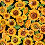 QT - Always Face The Sunshine - Packed Sunflowers - Black